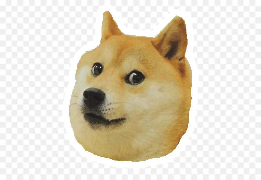 Visage De Chien Shiba Inu，Chien PNG