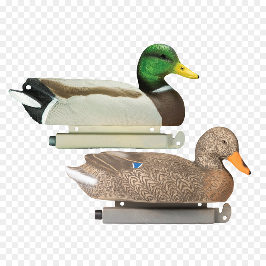 Mallard，Canard PNG