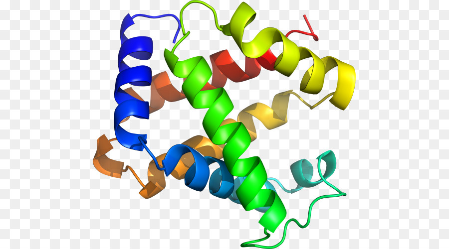 Structure Des Protéines，Biologie PNG