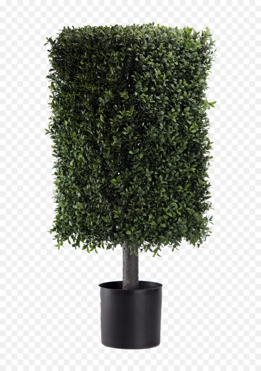 Plante En Pot，Vert PNG