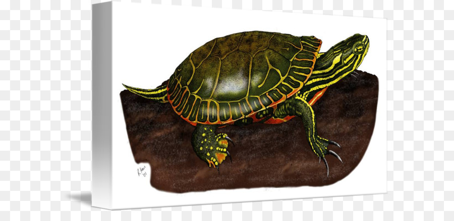 Tortues Boîtes，Tortue PNG