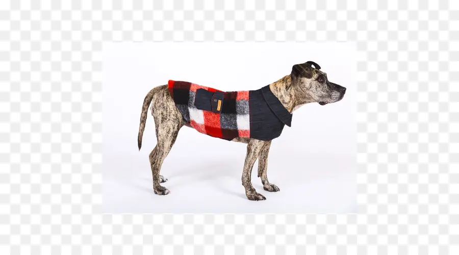 Chien En Manteau à Carreaux，Manteau PNG