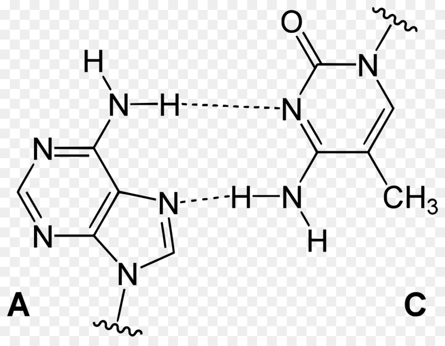 Structure Chimique，Molécule PNG