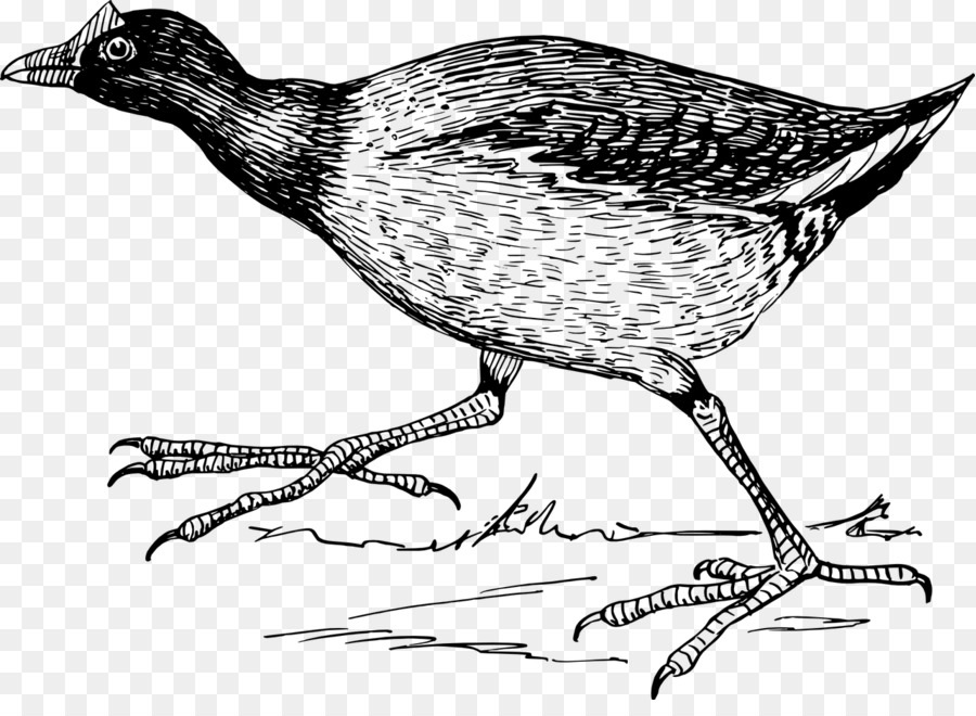 Oiseau，Le Nord De Jacana PNG