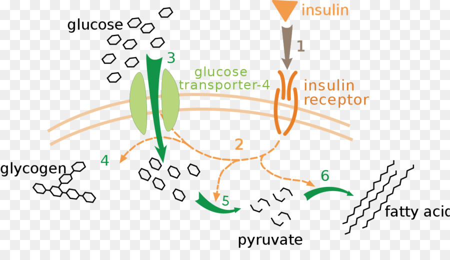 Métabolisme Du Glucose，Biochimie PNG