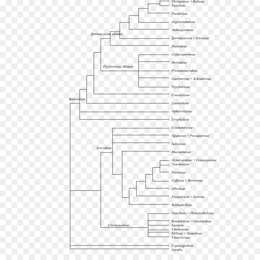 Arbre Phylogénétique，La Phylogénétique PNG