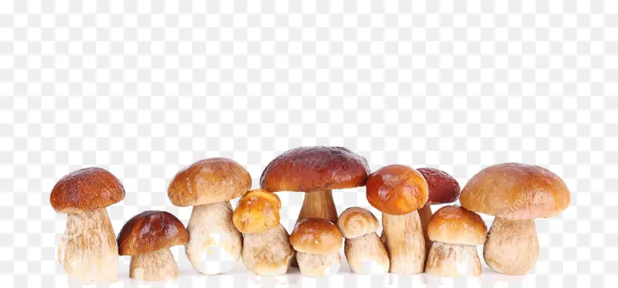 Champignons，Comestible PNG