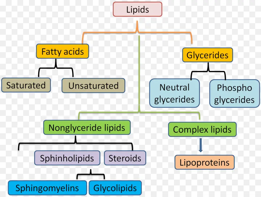 Lipides，Acides Gras PNG