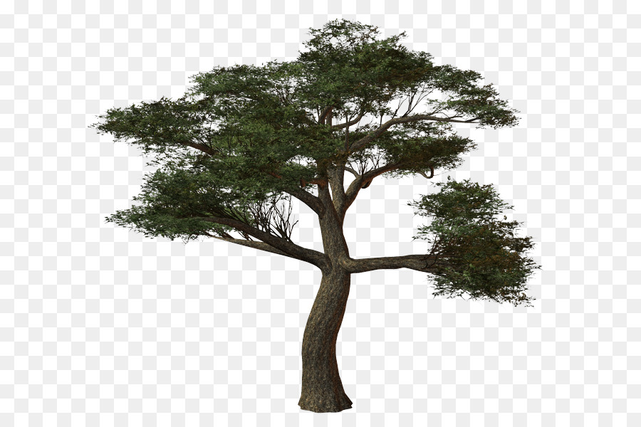 Arbre，Succursales PNG