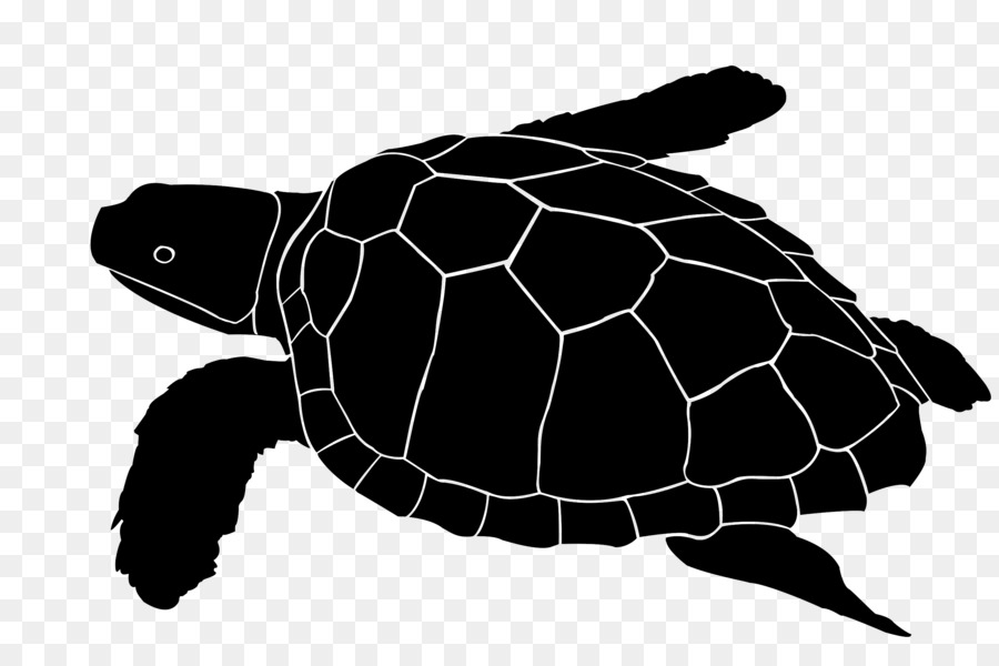 Silhouette De Tortue Noire，Reptile PNG