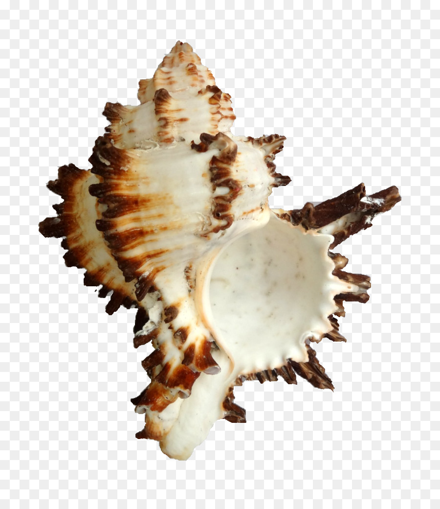 Coquillage，Hexaplex Cichoreum PNG