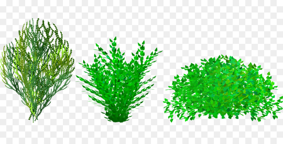 Plantes Vertes，Des Buissons PNG