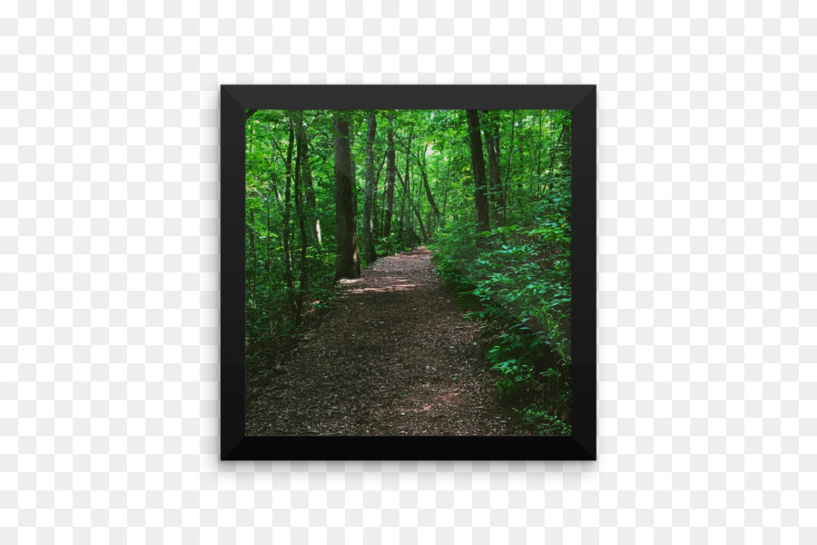 Chemin Forestier，Arbres PNG