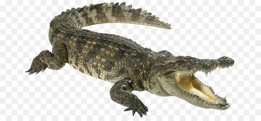 Crocodile，L Alligator Américain PNG