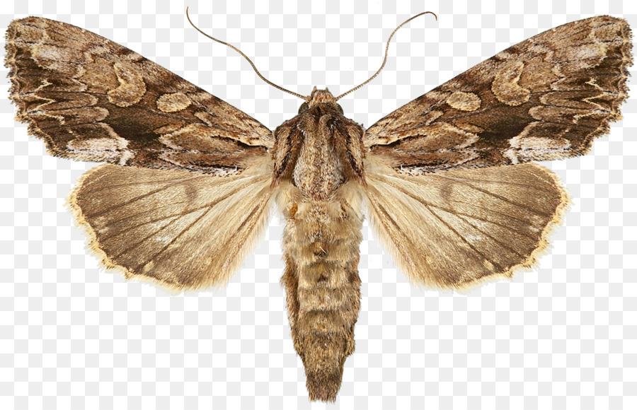 Papillon De Nuit，Ailes PNG