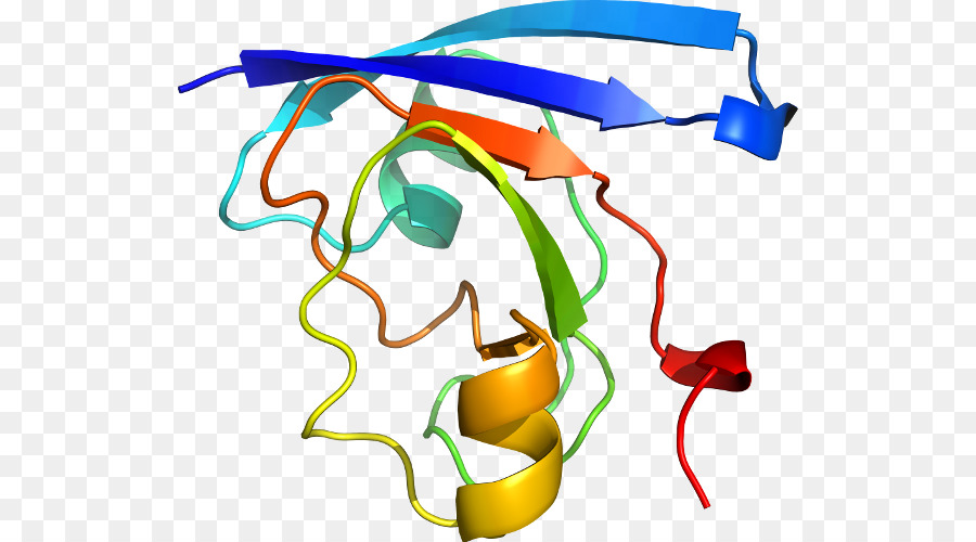 Structure Des Protéines，Biologie PNG