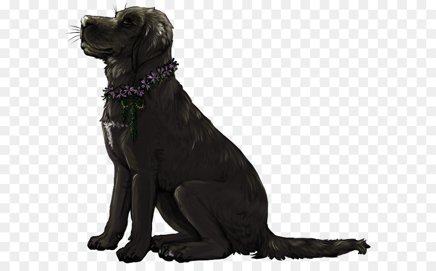 Le Labrador Retriever，Flatcoated Retriever PNG