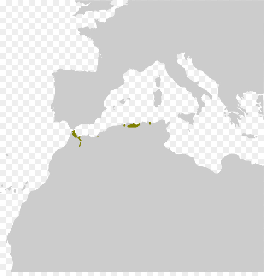 Macaque De Barbarie，Mer Méditerranée PNG