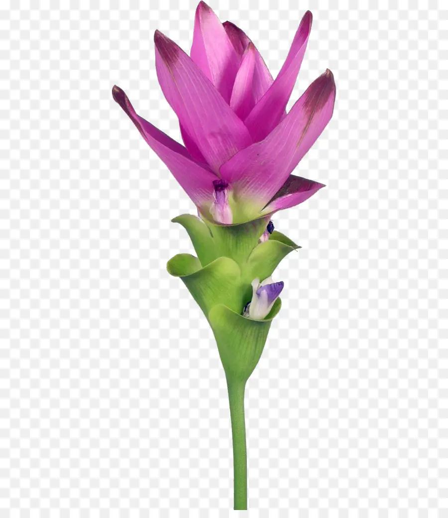 Pétale，Tulipe Siam PNG