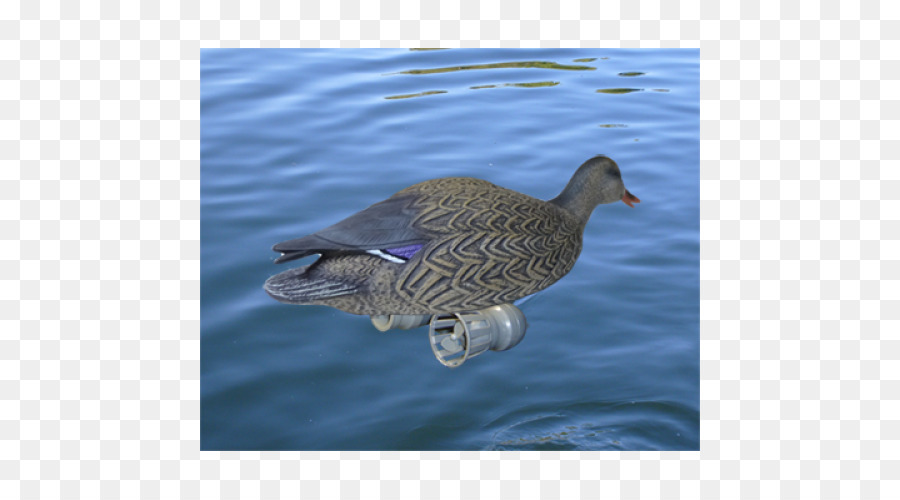 Mallard，Oie PNG