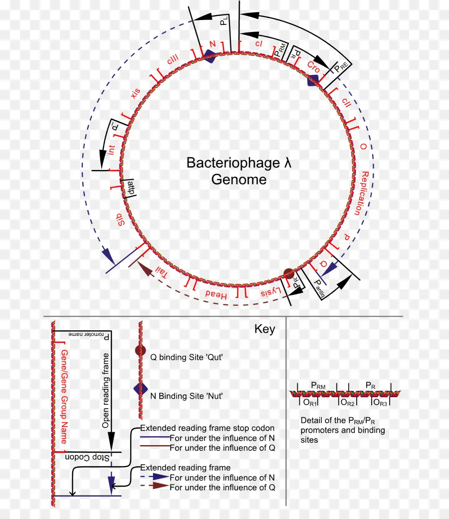 Interrupteur Génétique，Phage Lambda PNG