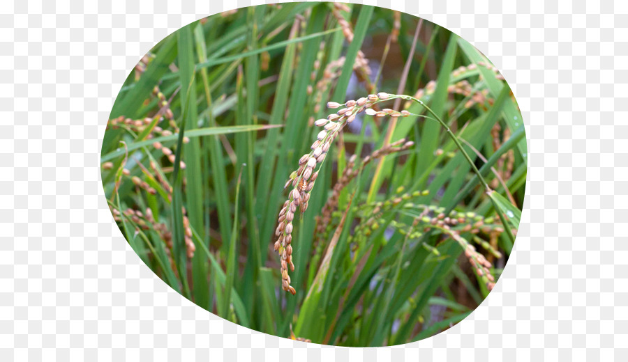 Herbe Douce，Herbes PNG