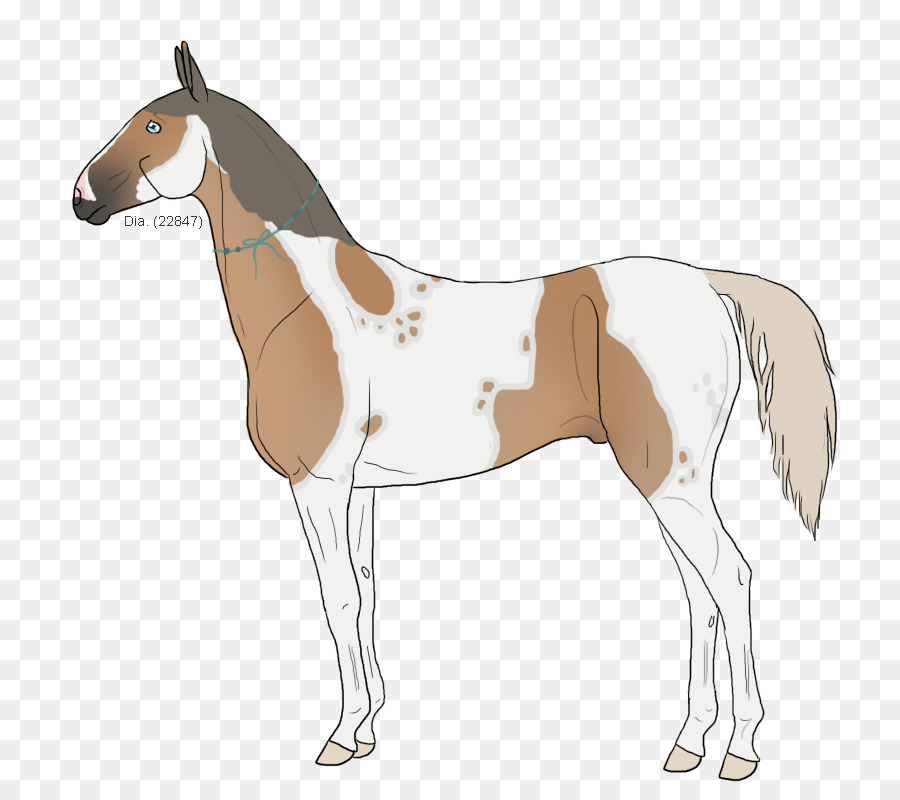 Mule，Poulain PNG