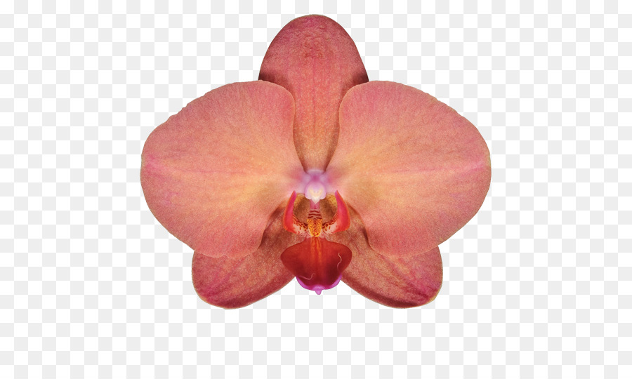 Orchidée，Rose PNG