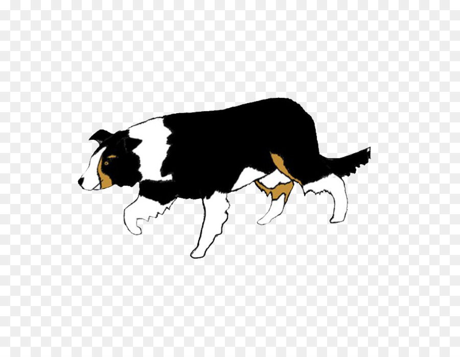 Race De Chien，Border Collie PNG