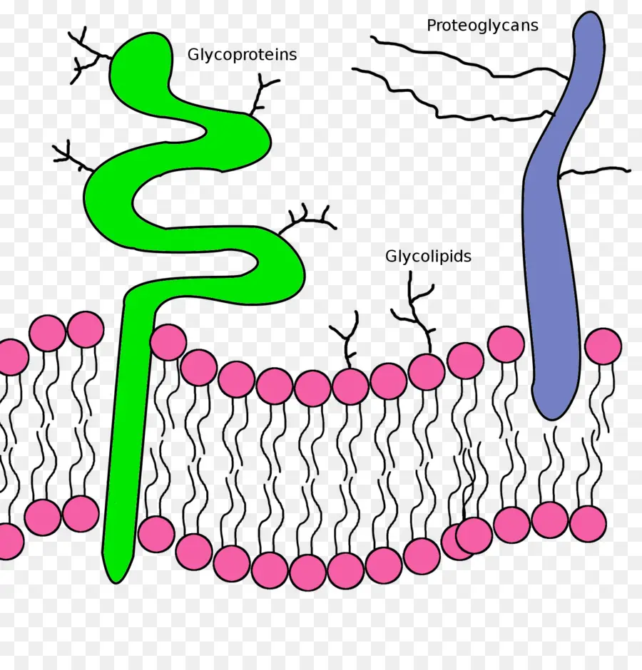 Membrane Cellulaire，Glycoprotéines PNG