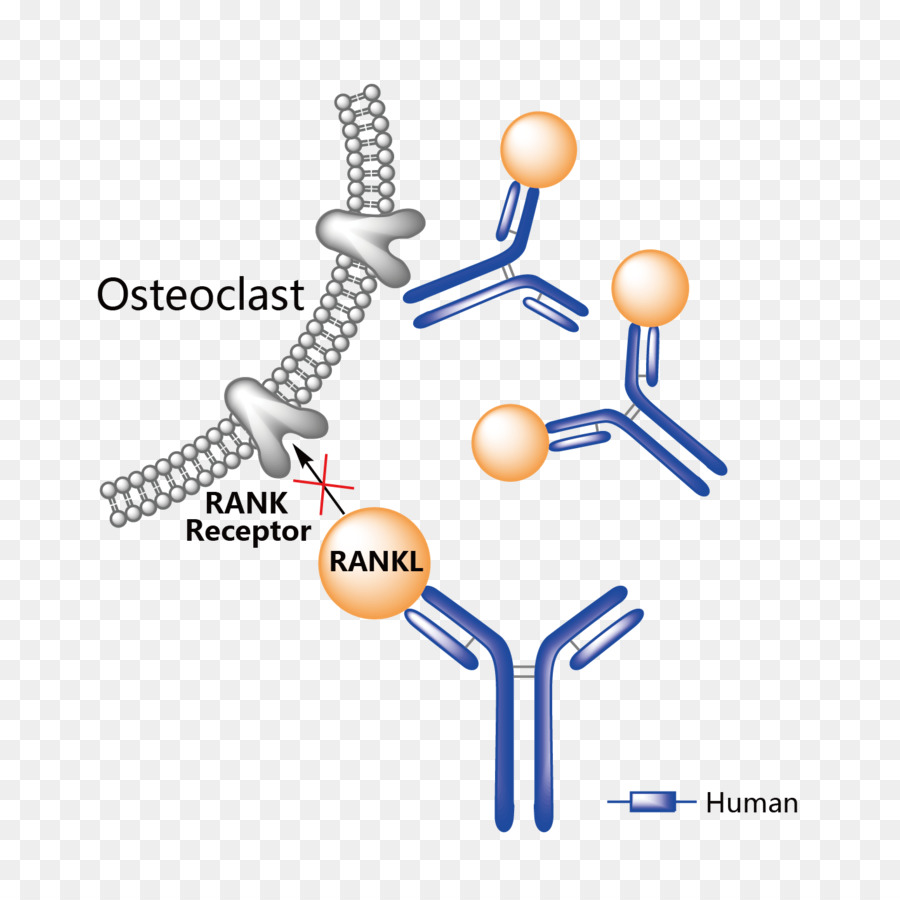 L Adalimumab Humira，Le Psoriasis PNG