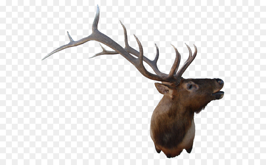 Elk，Rennes PNG