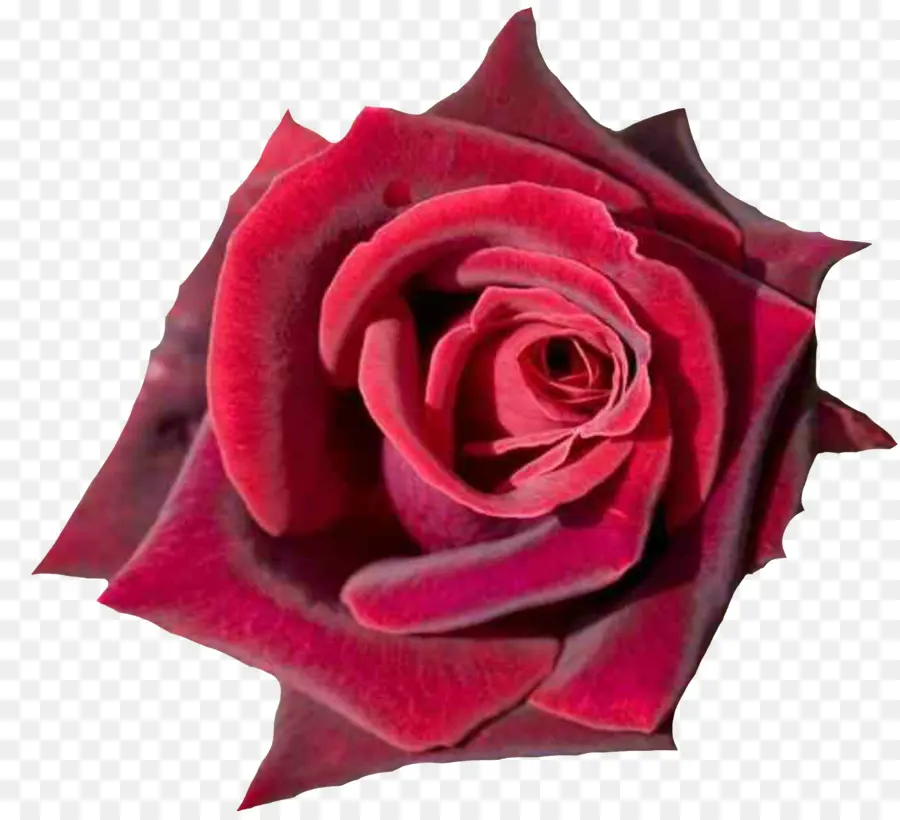 Rose Pourpre，Fleurir PNG