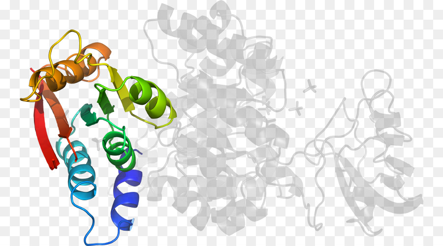 Structure Des Protéines，Molécule PNG