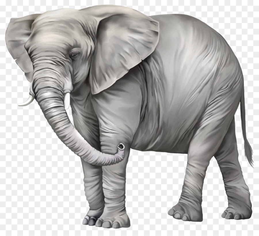 Elephantidae，Éléphant D Asie PNG