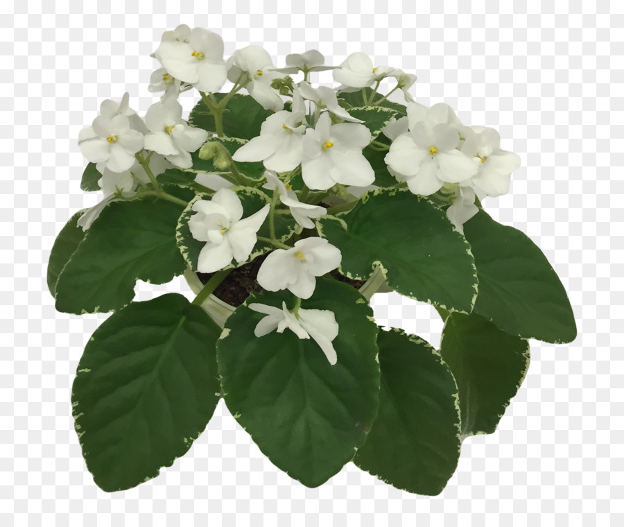 Hortensia， PNG