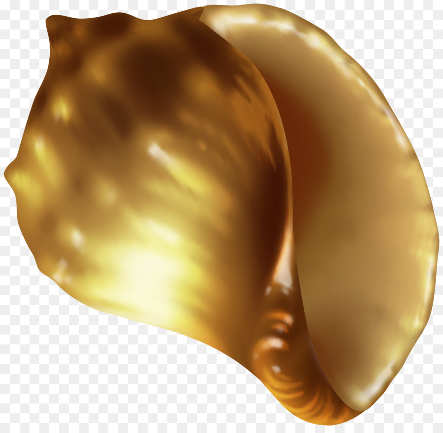 Coquillage，Conque PNG