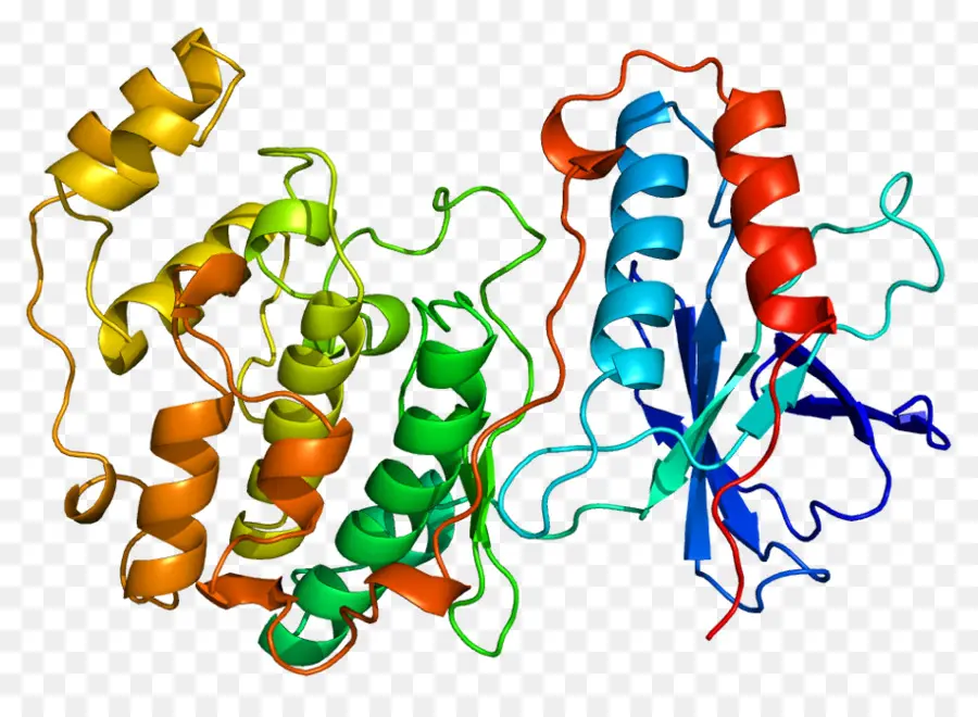 Structure Des Protéines，Biologie PNG