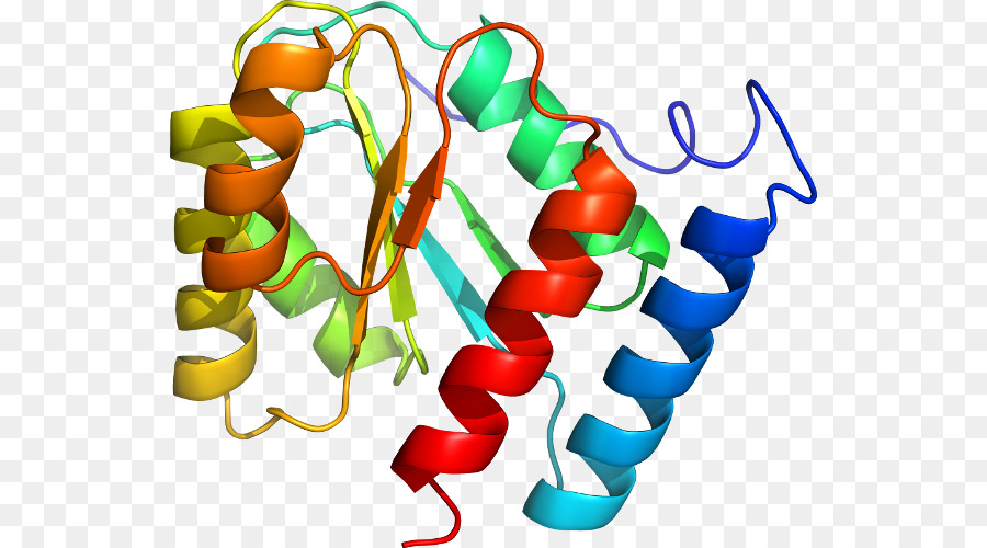 Structure Des Protéines，Biologie PNG