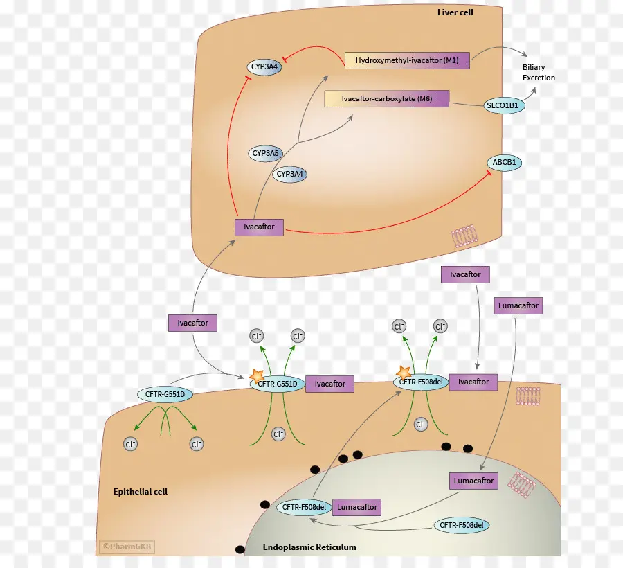 L Ivacaftor，Pharmacodynamie PNG