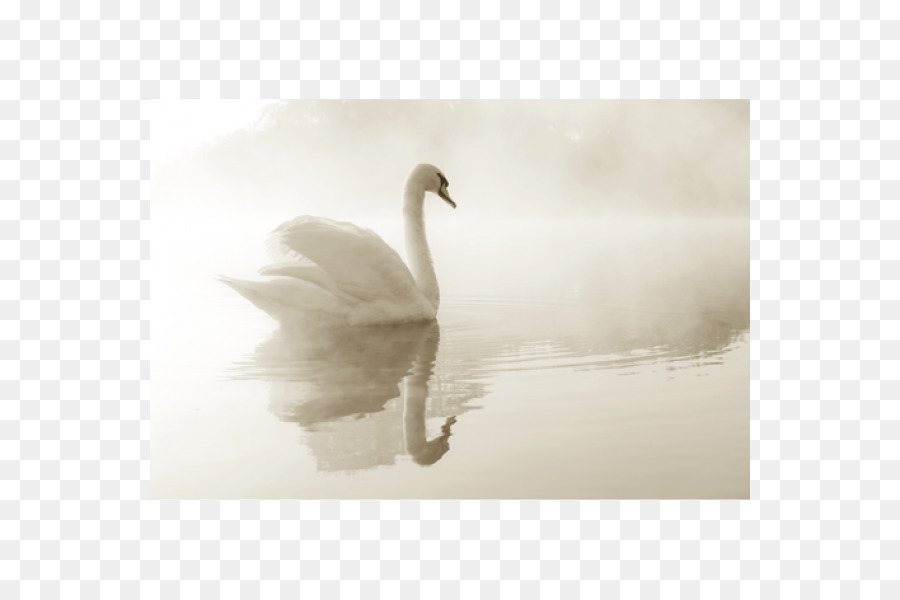 Cygne Dans La Brume，Cygne PNG