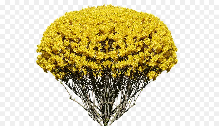 Arbre à Fleurs Jaunes，Fleurir PNG