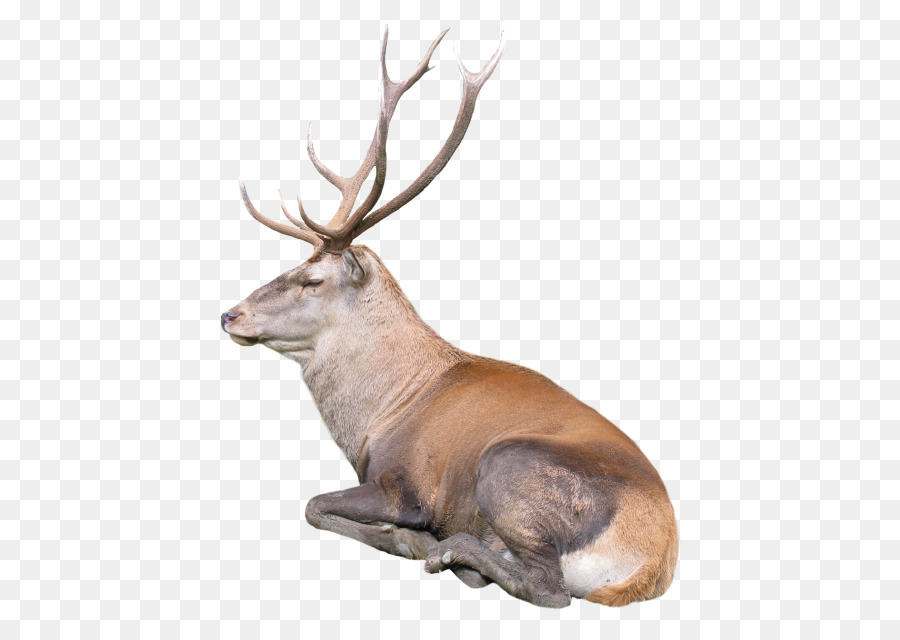 Cerf，Bois PNG