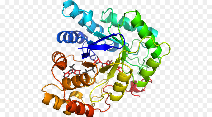 Structure Des Protéines，Molécule PNG