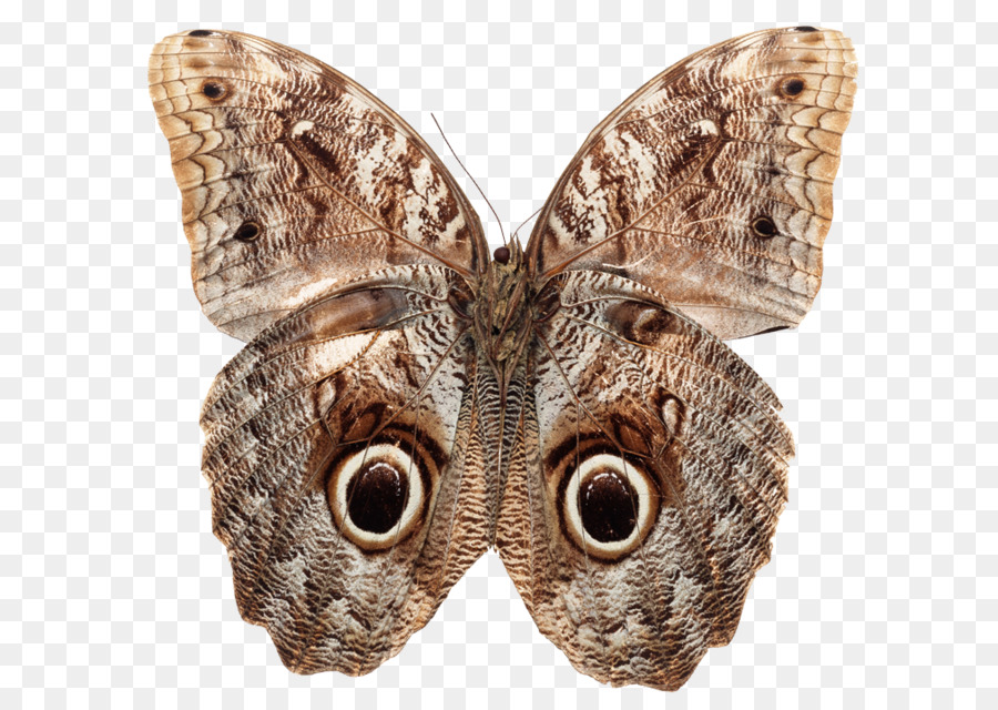 Papillon，Ailé PNG