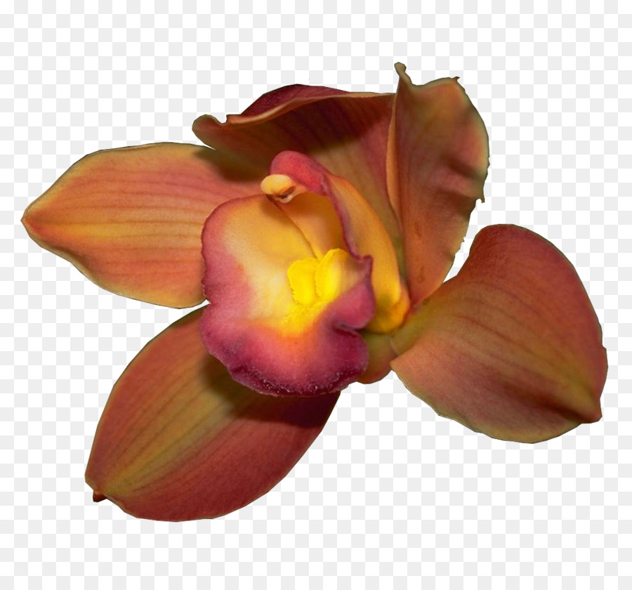 Les Orchidées，Pétale PNG