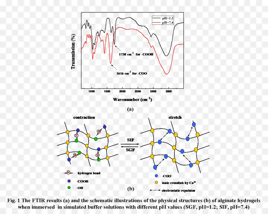 Résultats Ftir，Hydrogels PNG