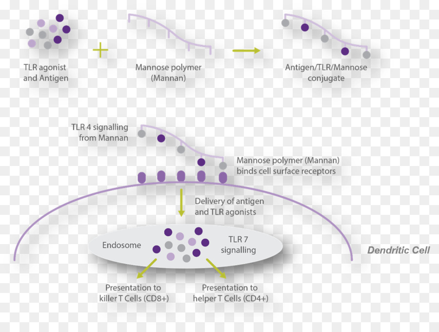 Technologie，Diagramme PNG