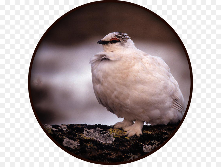 Oiseau，Lagopède Alpin PNG