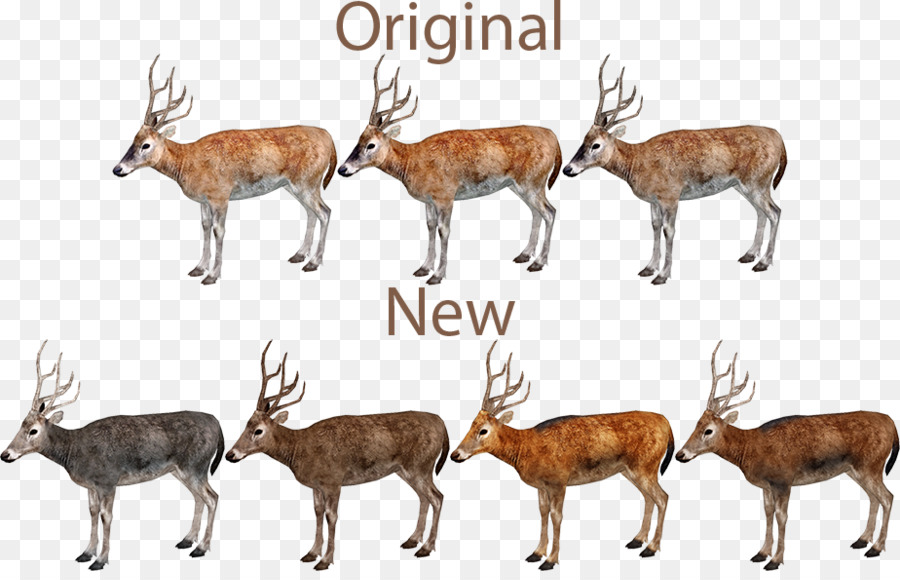 Cerf，Whitetailed Cerf PNG